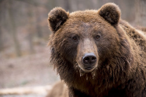 Picture of a bear